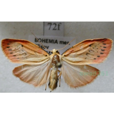 Miltochrista miniata (Forster, 1771) Łada różowica Czech72f